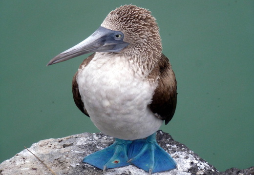 Ecuador